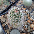 Echinocereus Chisoensis Bare Root Cactus | Unique Desert Plant | Drought-Tolerant Succulent