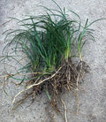 15 Mondo Grass Bare Root Plants – Evergreen Perennial Ground Cover, Ophiopogon japonicus, Low-Maintenance Lawn Alternative
