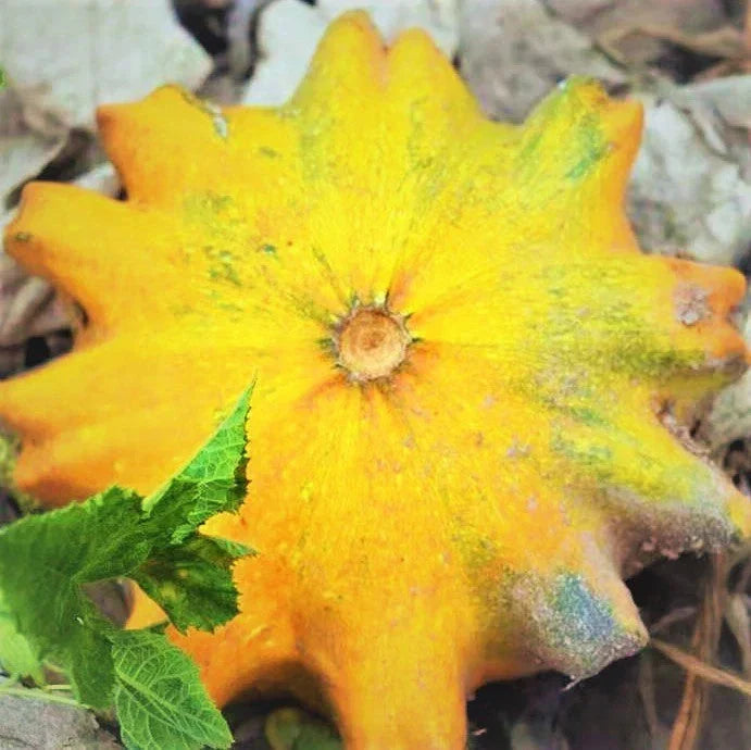 Sun Star Ornamental Gourd Seeds - Decorative Pumpkin Craft - Perfect for 2025 Planting - Cucurbita pepo