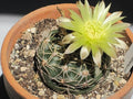 Cactus Seeds - 50+ Gymnocalycium reductum - Easy Growing Succulent Seeds - Free Shipping
