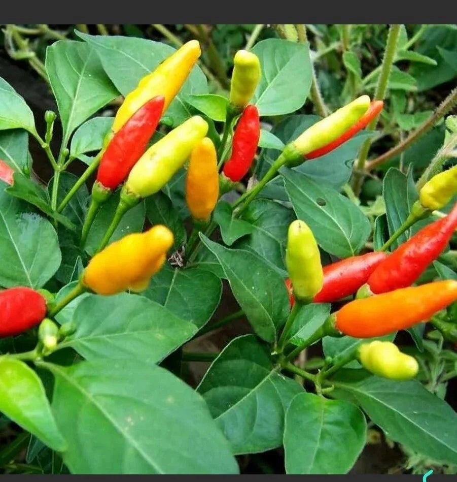 Tabasco Pepper Live Plants 2.5-Inch Pots - Capsicum frutescens - Set of 10, Hot Pepper Variety, Ideal for Gardening