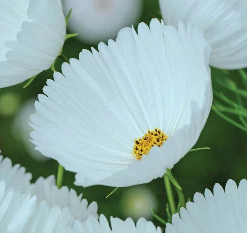 Cupcake White Cosmos 200 Seeds  for Garden Planting - Cosmos bipinnatus - USA Grown, Free Shipping