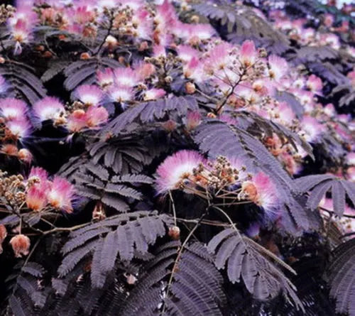 Chocolate Mimosa Tree Seeds - 10 Pack - Albizia julibrissin - Summer Blooming Silk Tree Seeds