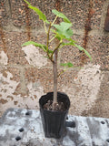 Fig Tree Plant - 1-2 Years Old - Ficus Carica - Matured Indoor/Outdoor Fruit Tree