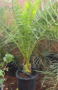 Canary Island Date Palm Tree 48+ inches Phoenix Canariensis 9+ Years Mature Plant