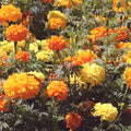 Crackerjack African Marigold Seeds - 100+ Seeds - Tagetes erecta - Edible Flowers - Bright Orange, Gold, Yellow Blooms