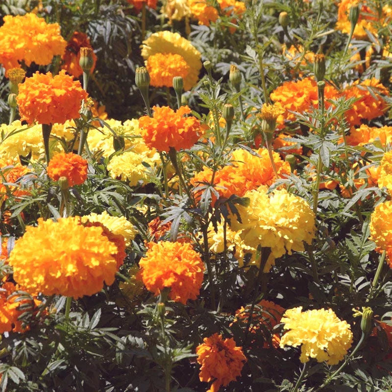 Crackerjack African Marigold Seeds - 100+ Seeds - Tagetes erecta - Edible Flowers - Bright Orange, Gold, Yellow Blooms