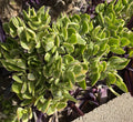 Crassula Ovata Variegated Jade Cuttings - Lemon Lime Tri-Color Succulent - 5 Pack