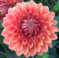 Dahlia Flower Seeds - Exotic Mix - 100+ Seeds - USA Made - Ships from Iowa