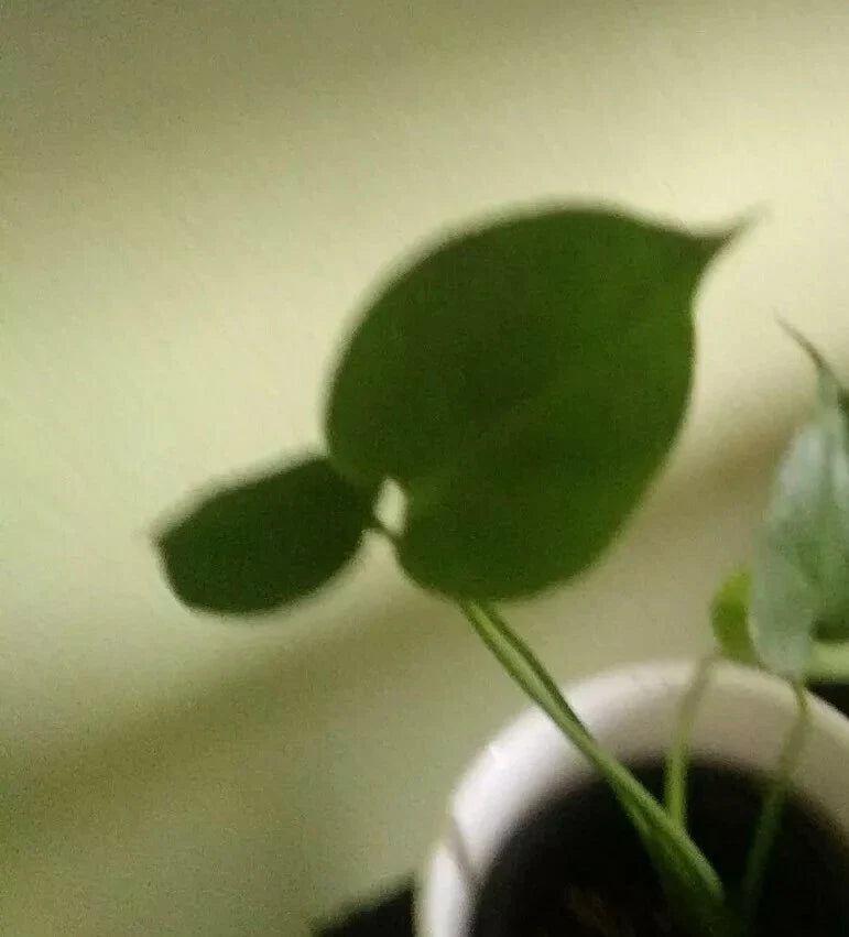 Monstera deliciosa Plant in 8 oz Plastic Pot, Split Leaf Swiss Cheese Plant, Indoor Houseplant, Tropical Foliage