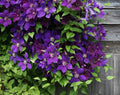 Purple Clematis Seeds for Planting - Clematis occidentalis - Perennial Flowering Vines for Garden Landscaping