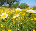 Garland Daisy Mix Seeds - Chrysanthemum Variety - Crown Daisy - Free Shipping