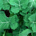 Kale Seeds - Premier (Early Hanover) Heirloom, Non-GMO - Brassica oleracea