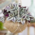 Silver Inch Plant Starter Plant - Rooted Cuttings, 3-8 Inches Tall - Tradescantia Sillamontana