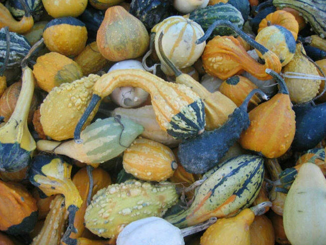 Small Fancy Mix Gourd Seeds - Fresh Gourd Seed Variety - Unique Decorative Gourds (Cucurbita pepo)
