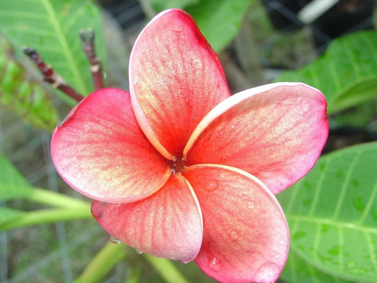 Orange Pink Plumeria Seeds - 5 Pack Hawaiian Flower Lei Plants - Perennial Bloom (Plumeria spp.)