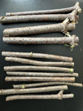 Fresh Elderberry Cuttings - Unrooted Elderberry Tree - Sambucus nigra - Naturally Grown, Lush Quality
