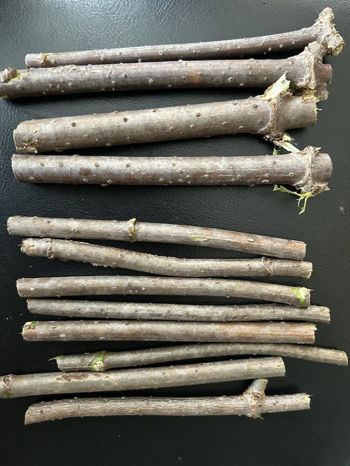 Fresh Elderberry Cuttings - Unrooted Elderberry Tree - Sambucus nigra - Naturally Grown, Lush Quality