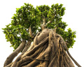 Bonsai Tree Seeds - 20 Indian Banyan Seeds - Ficus benghalensis - Ideal for Planting and Cultivating Indoor Gardens