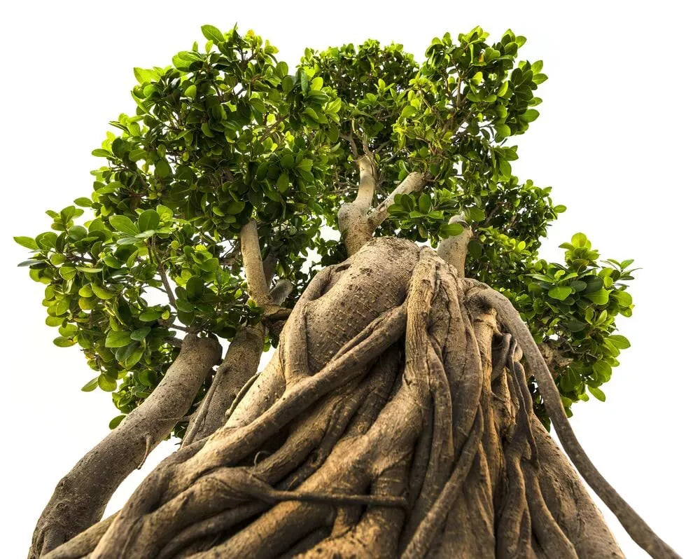 Bonsai Tree Seeds - 20 Indian Banyan Seeds - Ficus benghalensis - Ideal for Planting and Cultivating Indoor Gardens
