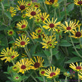 Little Henry Rudbeckia Seeds - 200+ Count for Garden Planting - Black-eyed Susan - Rudbeckia hirta