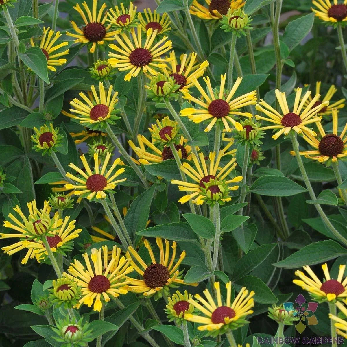 Little Henry Rudbeckia Seeds - 200+ Count for Garden Planting - Black-eyed Susan - Rudbeckia hirta