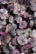 Heuchera Plant 4'' Pot Northern Exposure™ Purple Coral Bells (Heuchera hybrid) - Burgundy Leaves, Pink Flowers, Evergreen Perennial