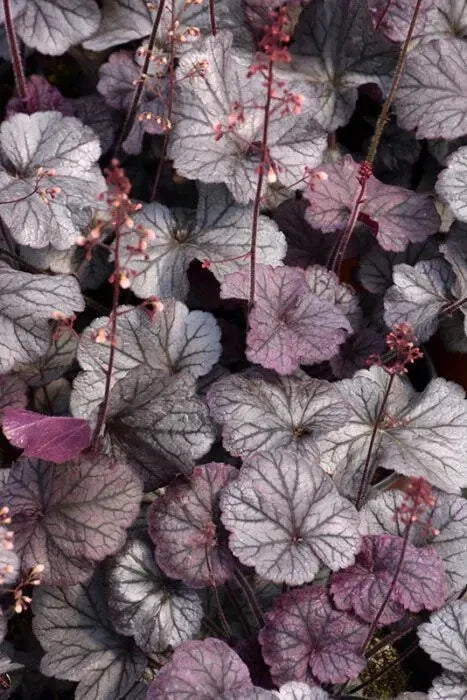 Heuchera Plant 4'' Pot Northern Exposure™ Purple Coral Bells (Heuchera hybrid) - Burgundy Leaves, Pink Flowers, Evergreen Perennial