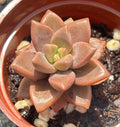 Live Succulent Plant | Graptosedum ‘Vera Higgins’ | Fully Rooted | Ideal for Indoor Gardening and Decor