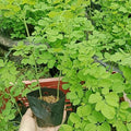 Moringa Oleifera Starter Plants - 2 Pack (5–10” Tall) - Fast-Growing in One Pot