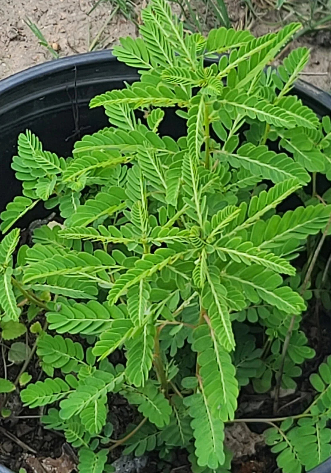 50 Stonebreaker Seeds, Organic Chamber Bitter, Gripeweed, Phyllanthus Urinaria for Herbal Remedies