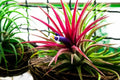 10 Tillandsia Ionantha Seeds for Planting - Shy Plant Variety, Air Plant Seeds, Tropical Bromeliad, Indoor Gardening