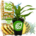 Florida Special Pineapple Live Plant - 3-Inch Pot - Ananas comosus - Tropical Fruit Plant for Home Garden