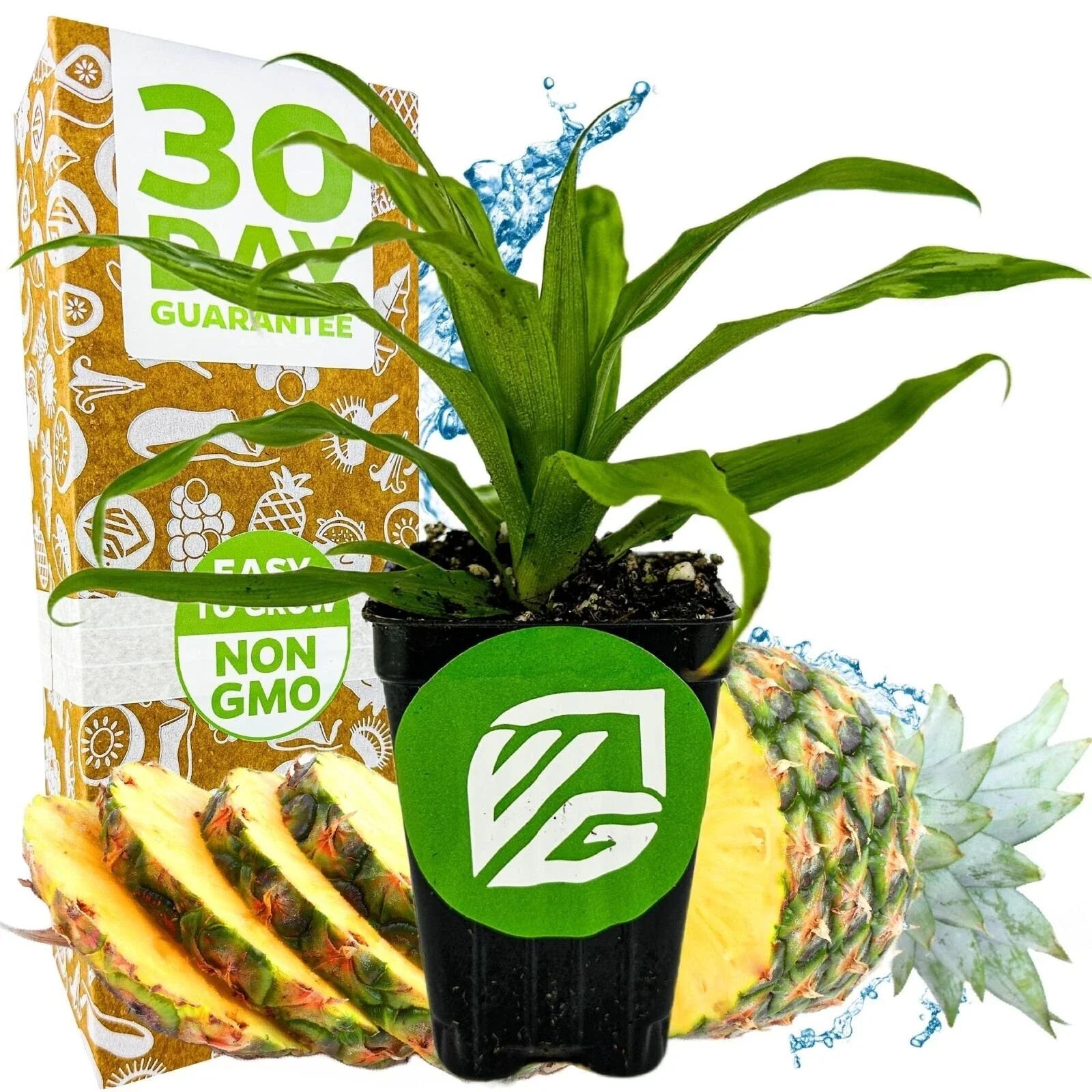 Florida Special Pineapple Live Plant - 3-Inch Pot - Ananas comosus - Tropical Fruit Plant for Home Garden