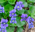 Organic Violet Seeds - 20 Count Native Purple Viola sororia Herb - USA Grown