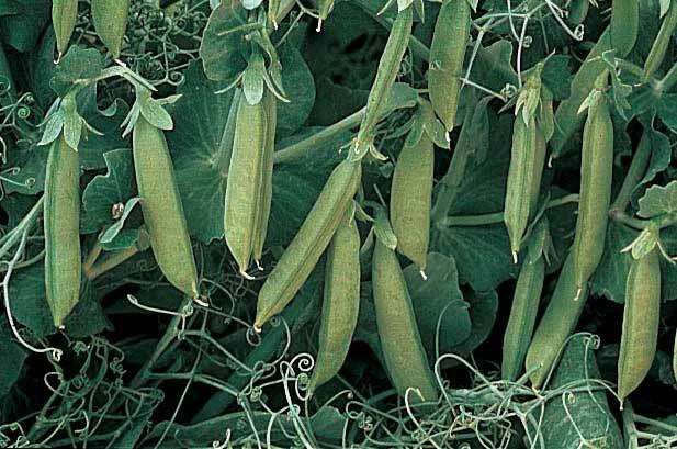 Sugar Lace II Pea Seeds - Fresh Organic Seeds for Gardening - Pisum sativum - Non-GMO, High Yield Pea Variety
