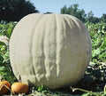 Giant Pumpkin Seeds for Planting | 10 Seeds | Show Winner White | Cucurbita pepo