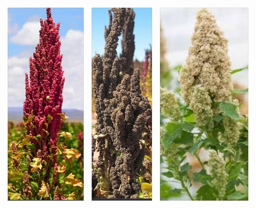 Organic Rainbow Quinoa Seeds - 300+ Non-GMO Variety (White, Red, Black) - Chenopodium quinoa