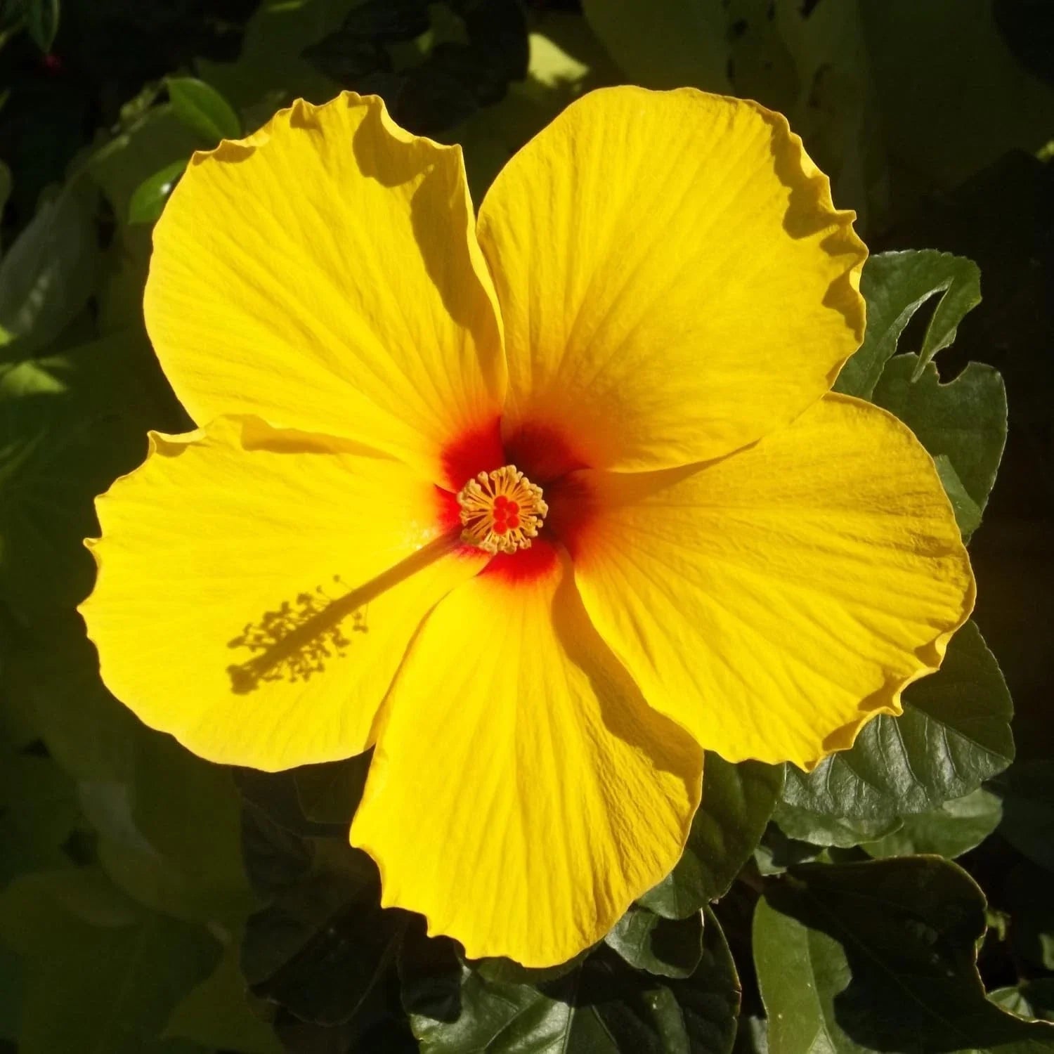 Tequila Hardy Hibiscus Plant - Yellow Flowering - 8 to 12 In Tall - Hibiscus rosa-sinensis