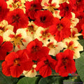 Strawberry Cream Nasturtium Seeds - 50+ Pack for Garden Planting - Tropaeolum majus - Fast Shipping USA