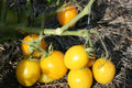 Sweet Lemon Tomato Seeds - 100 Organic Seeds - USA Grown - Heirloom Variety - Perfect for Home Gardening