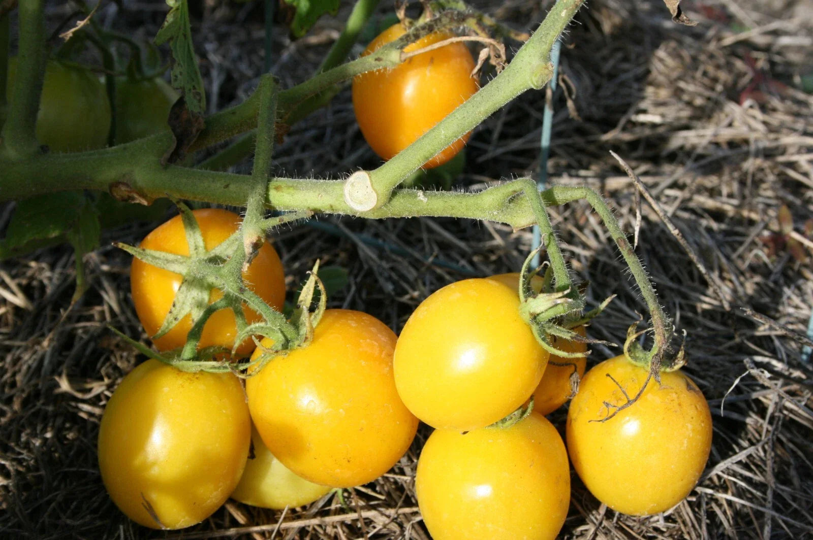 Sweet Lemon Tomato Seeds - 100 Organic Seeds - USA Grown - Heirloom Variety - Perfect for Home Gardening