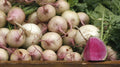 Rido Red Radish Seeds - 500+ Count - Garden Planting - Non-GMO - USA