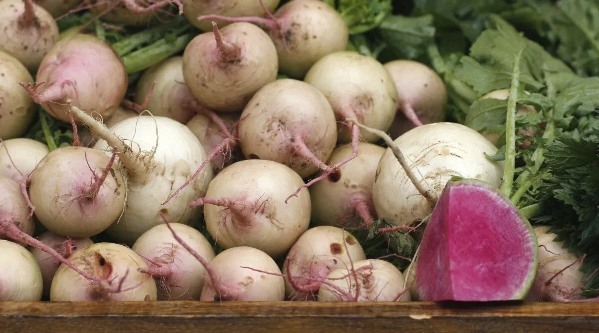 Rido Red Radish Seeds - 500+ Count - Garden Planting - Non-GMO - USA