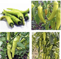 Sweet Banana Pepper Seeds - 30+ Non-GMO Seeds for Planting - Capsicum annuum - Free Shipping