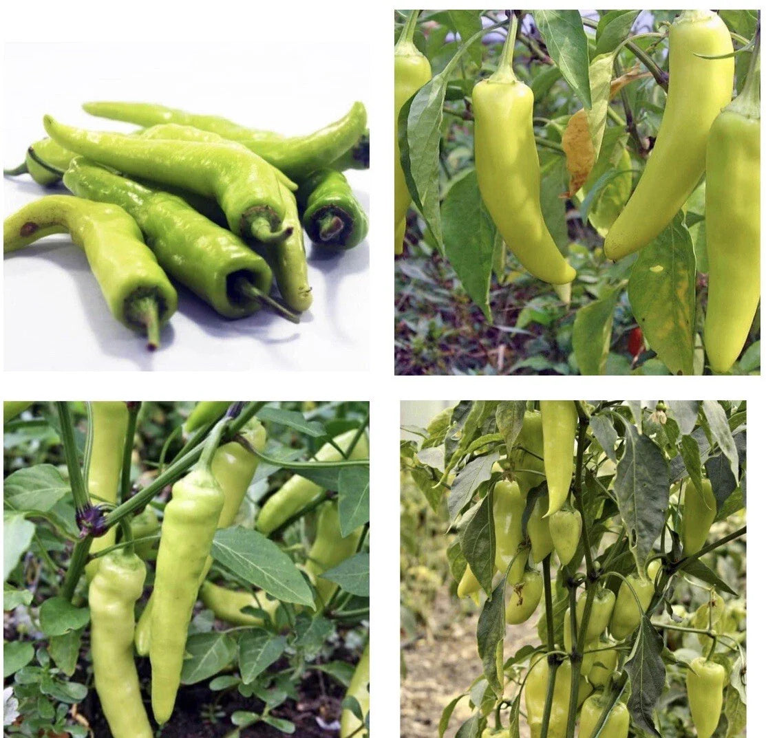 Sweet Banana Pepper Seeds - 30+ Non-GMO Seeds for Planting - Capsicum annuum - Free Shipping