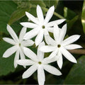 Downy Jasmine Live Plant - 4" White Flowering Shrub - Jasminum multiflorum - Ships Without Pot