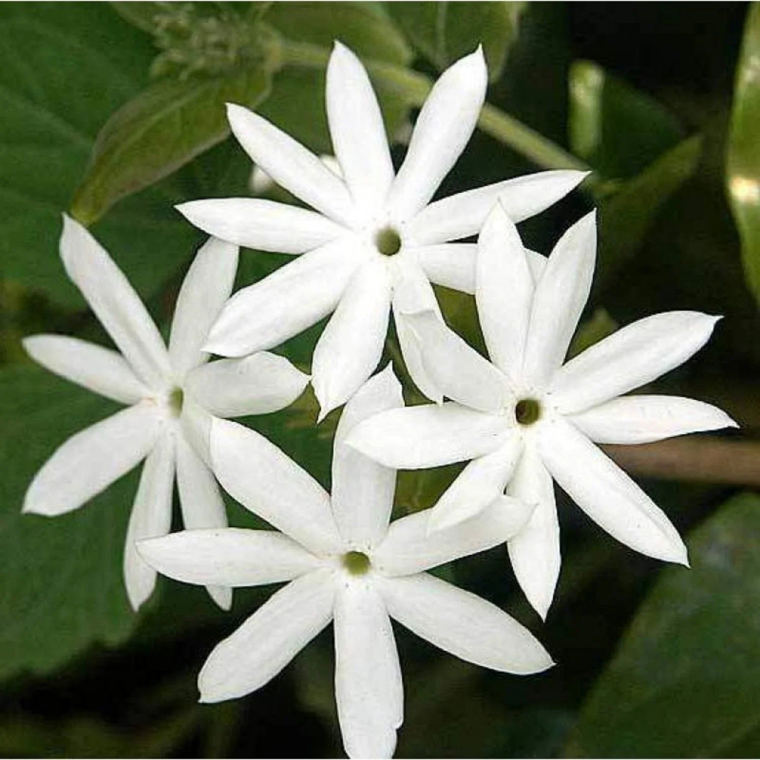 Downy Jasmine Live Plant - 4" White Flowering Shrub - Jasminum multiflorum - Ships Without Pot