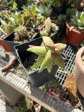 Aloe Pearsonii Rooted Cutting - Succulent Plant for Home Decor - Aloe Vera Family, Easy Care Indoor Plant