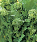 Broccoli Raab Seeds | Heirloom Non-GMO Rapini | Vegetable Seeds | 100-5000 Seeds